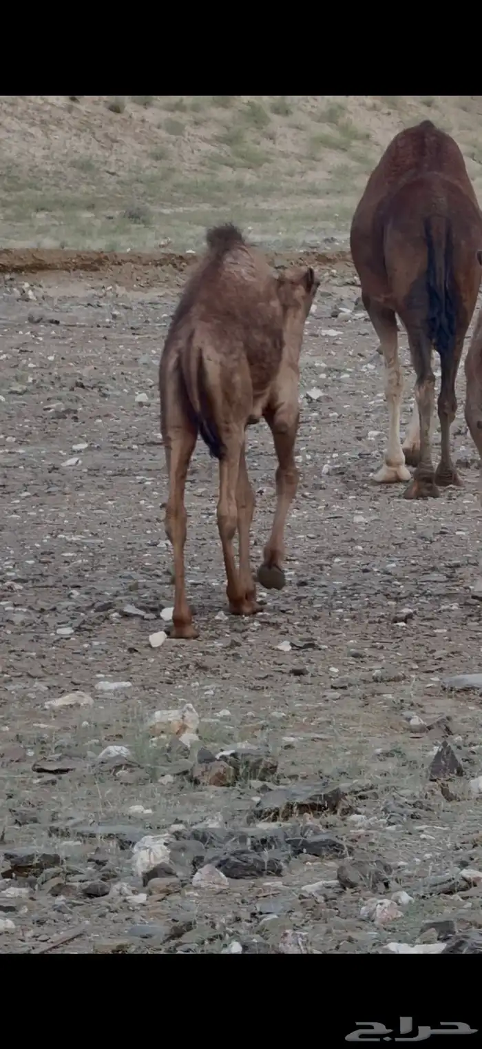 قعود لباني العمر 4 شهور الموقع دوقه سمين 6