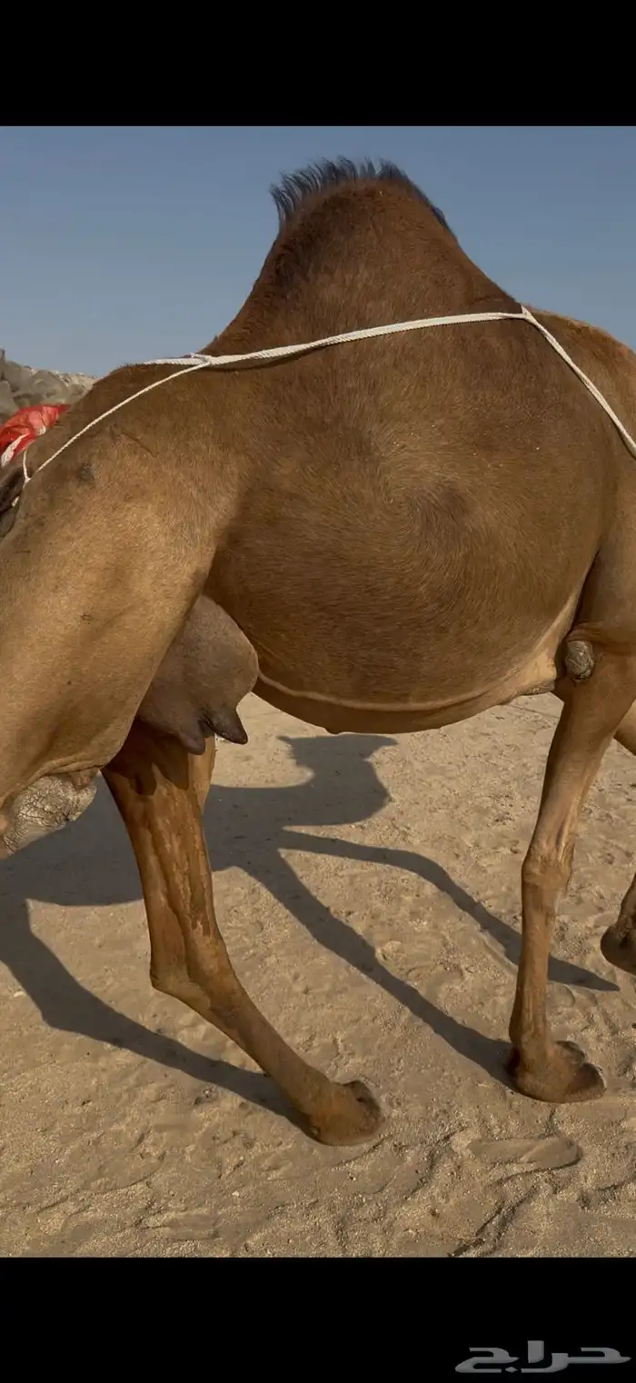 خلفة ساحليه مصغر وحليبها وافر 1