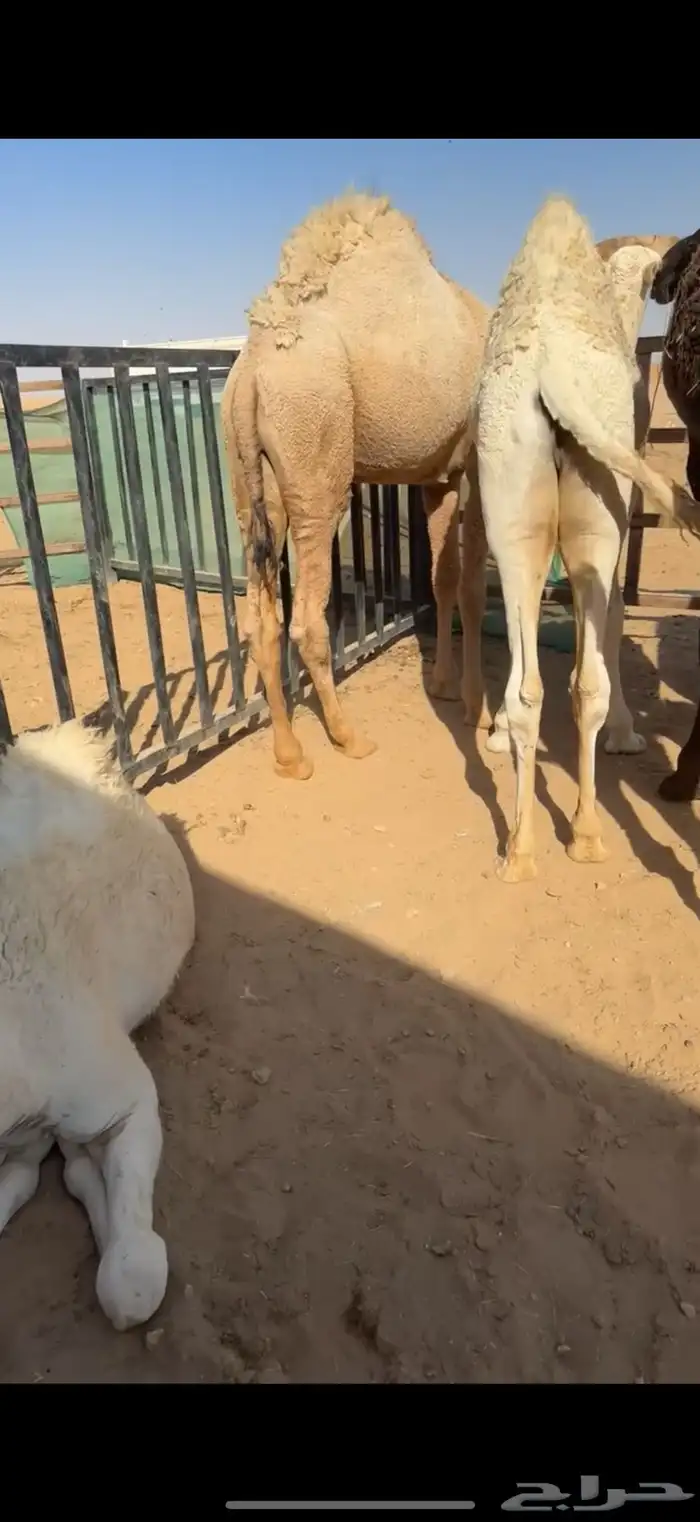 قعود طايش 1