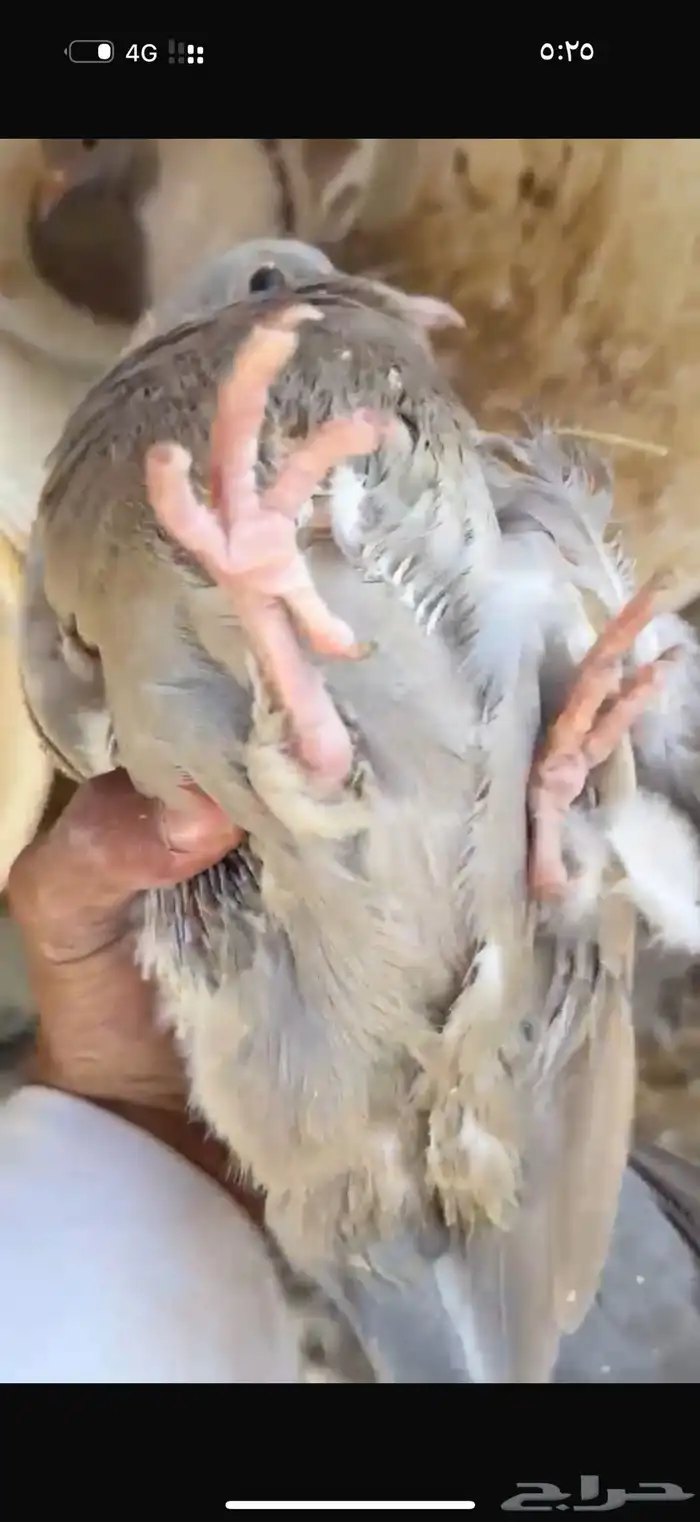 زغليل 2