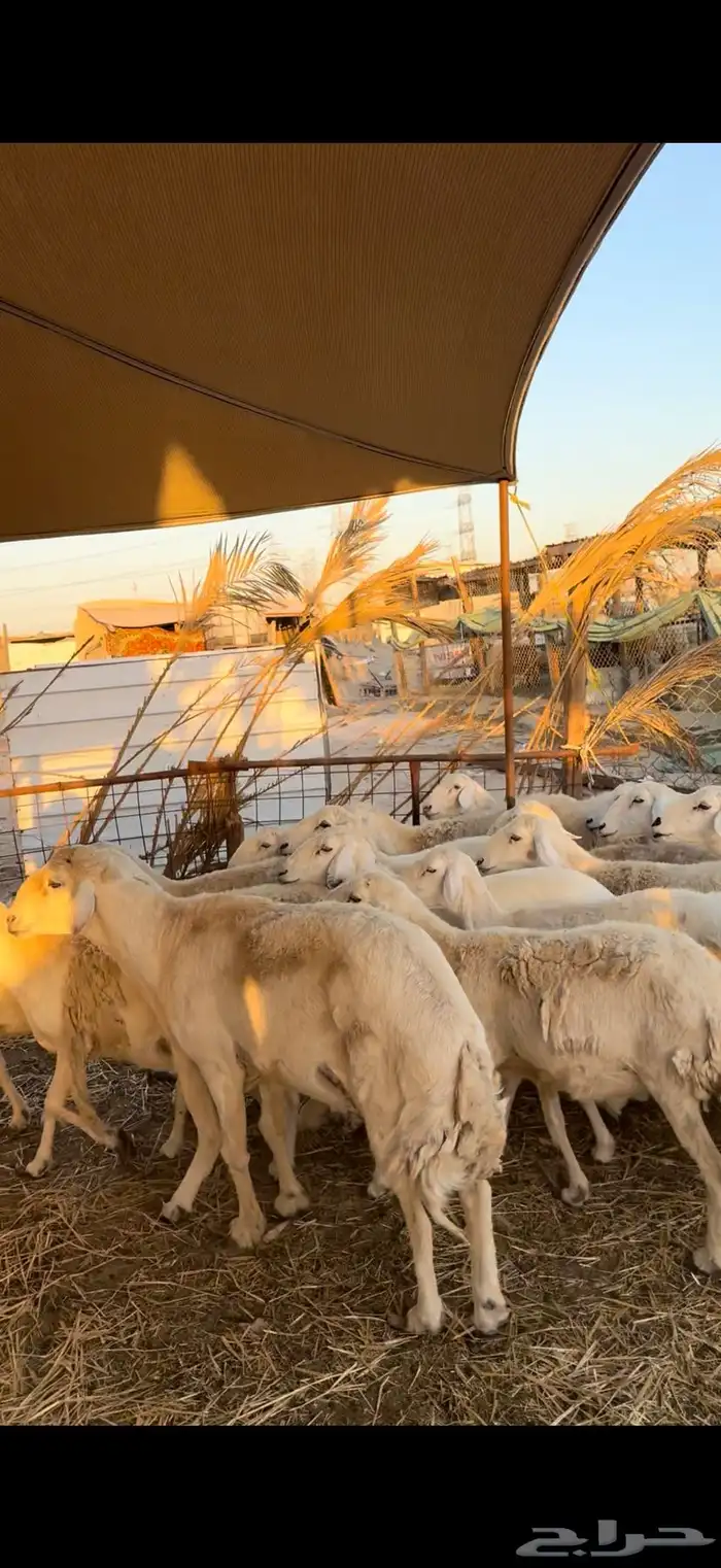 غنم مقاني بفحلها نظيفه مراح واحد خوات بعض ومشروطه السلامه 1
