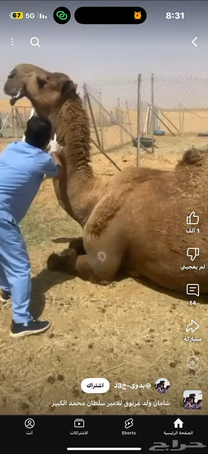 للبيع بعير ثني مشروط انتاج كفو 26