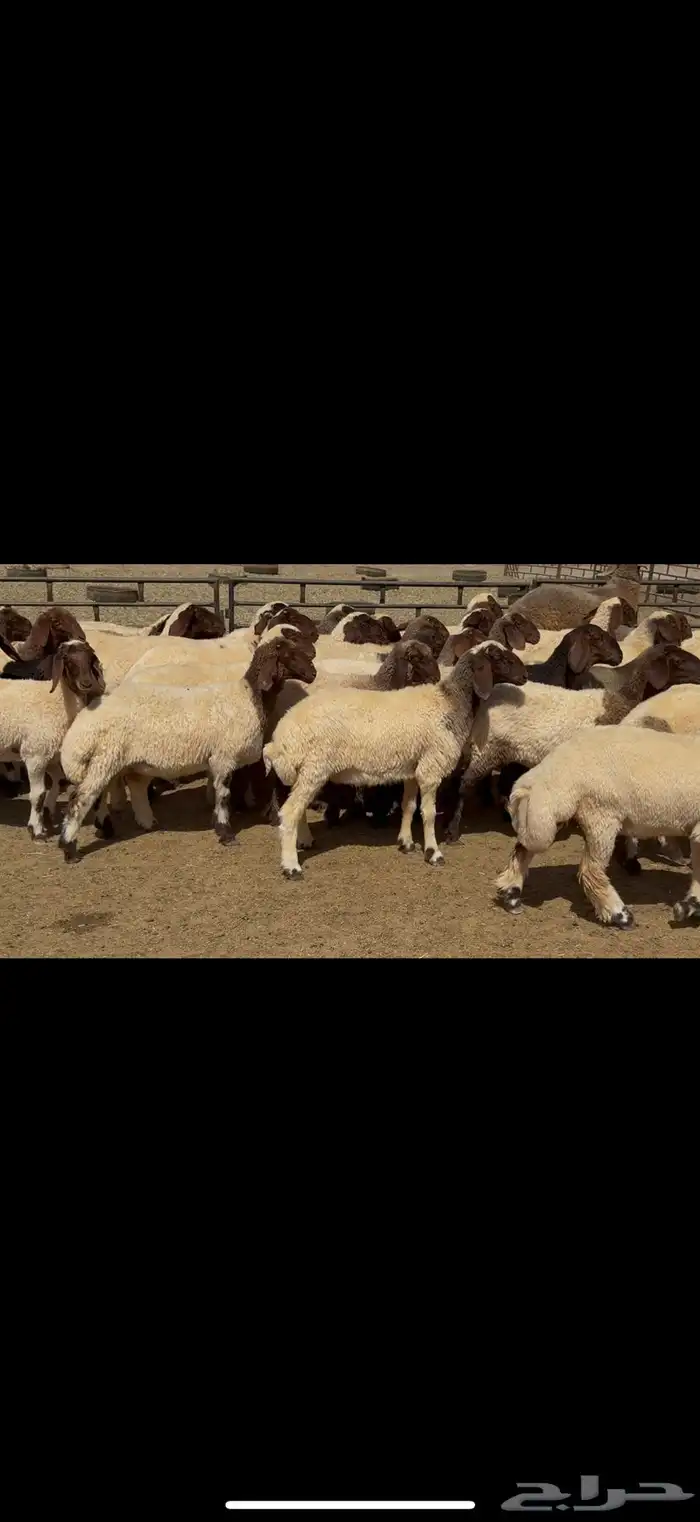 جذعات نعيم مقاني 6