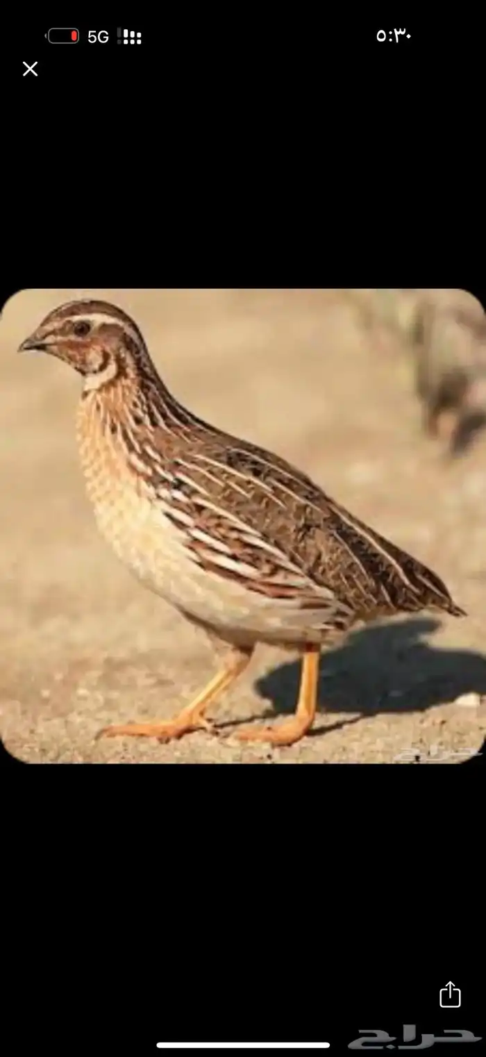 سمان للبيع حي 0