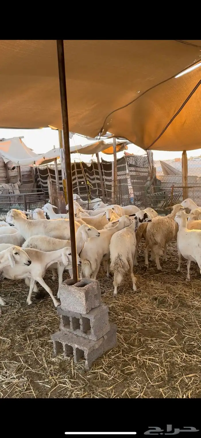 غنم مقاني بفحلها نظيفه مراح واحد خوات بعض ومشروطه السلامه 2