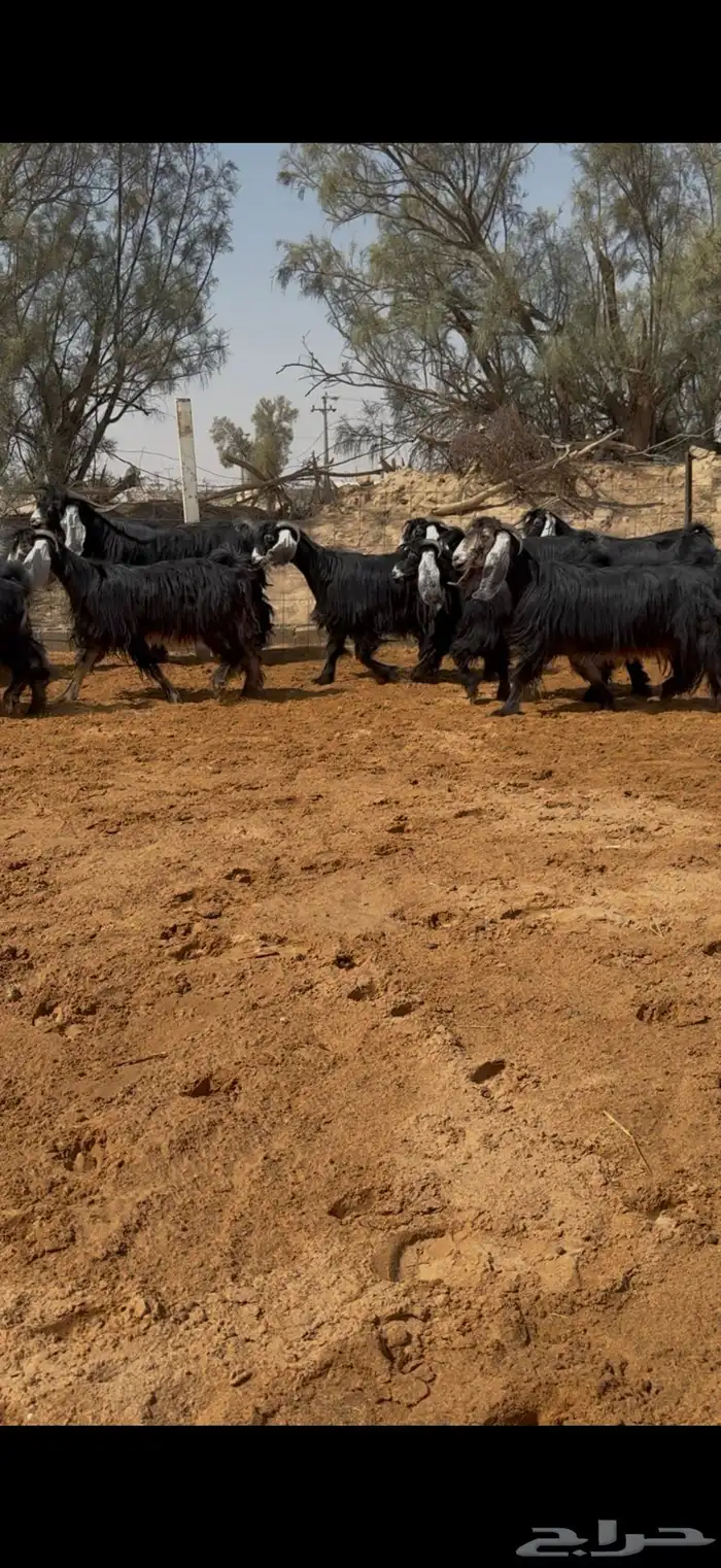 معزا عوارض مراح بالفحل مضاريع تم البيع 0