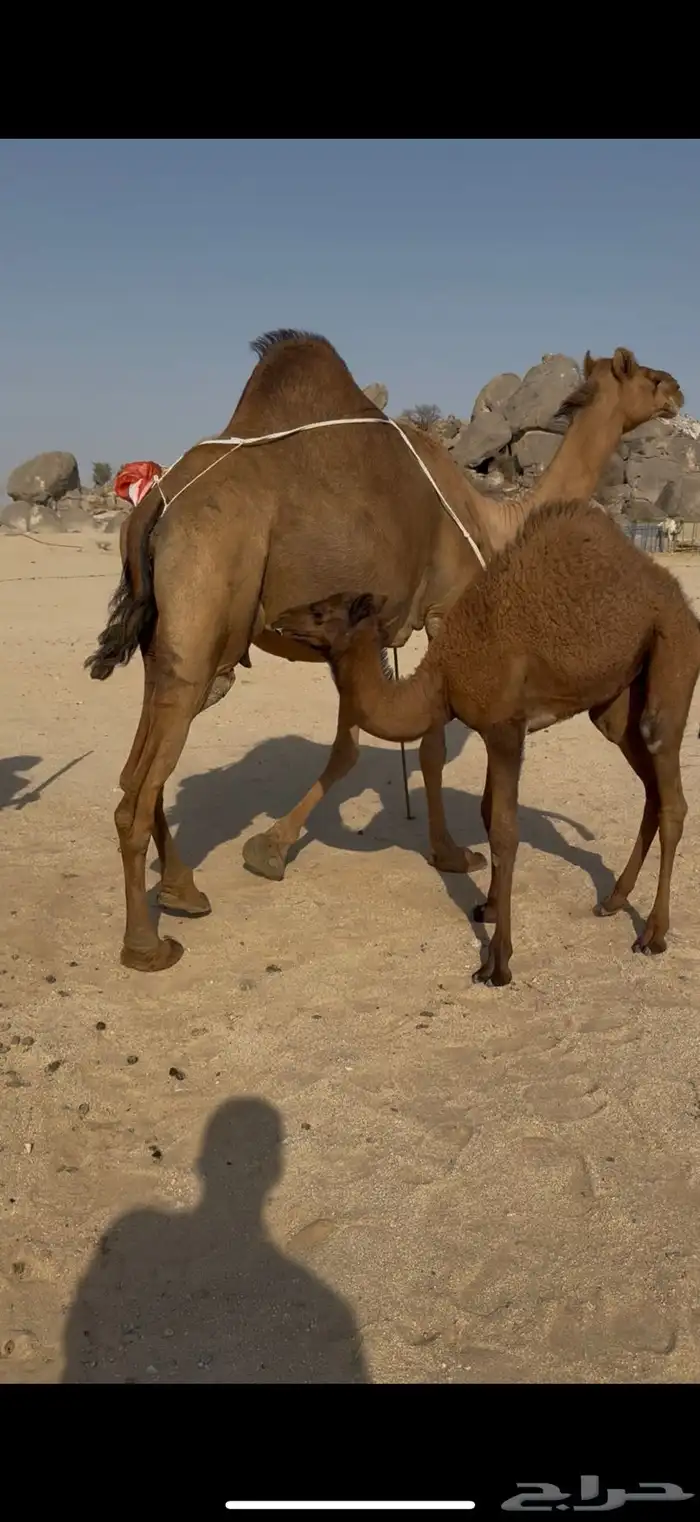 خلفة ساحليه مصغر وحليبها وافر 2