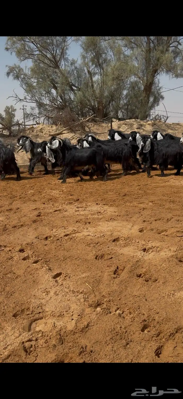 معزا عوارض مراح بالفحل مضاريع تم البيع 5