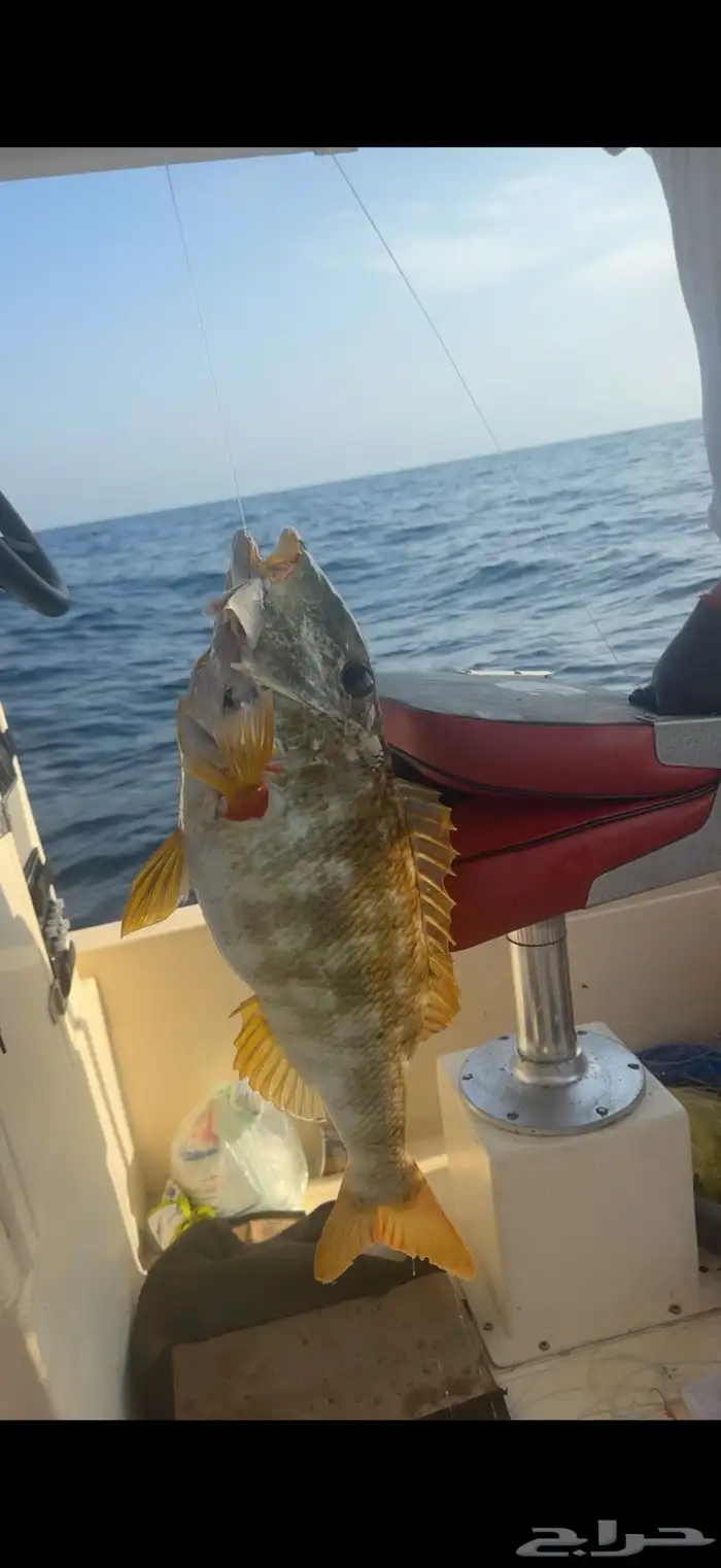 رحلة صيد يوم الخميس ( مرسى درة العروس ) 2