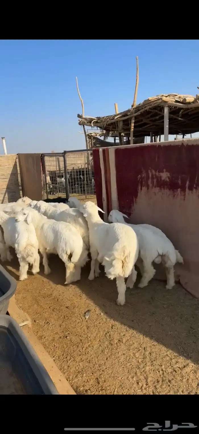 خرفان ورخال ذبايح 1