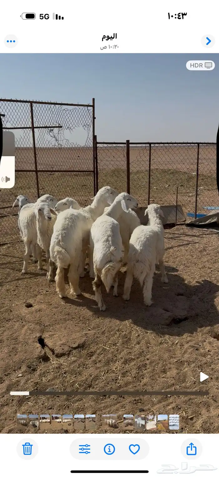 خرفان. حريات. طيبه. 0