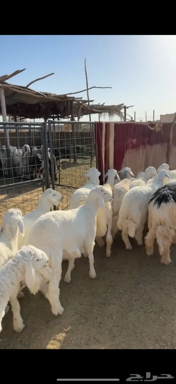 خرفان ورخال ذبايح 3