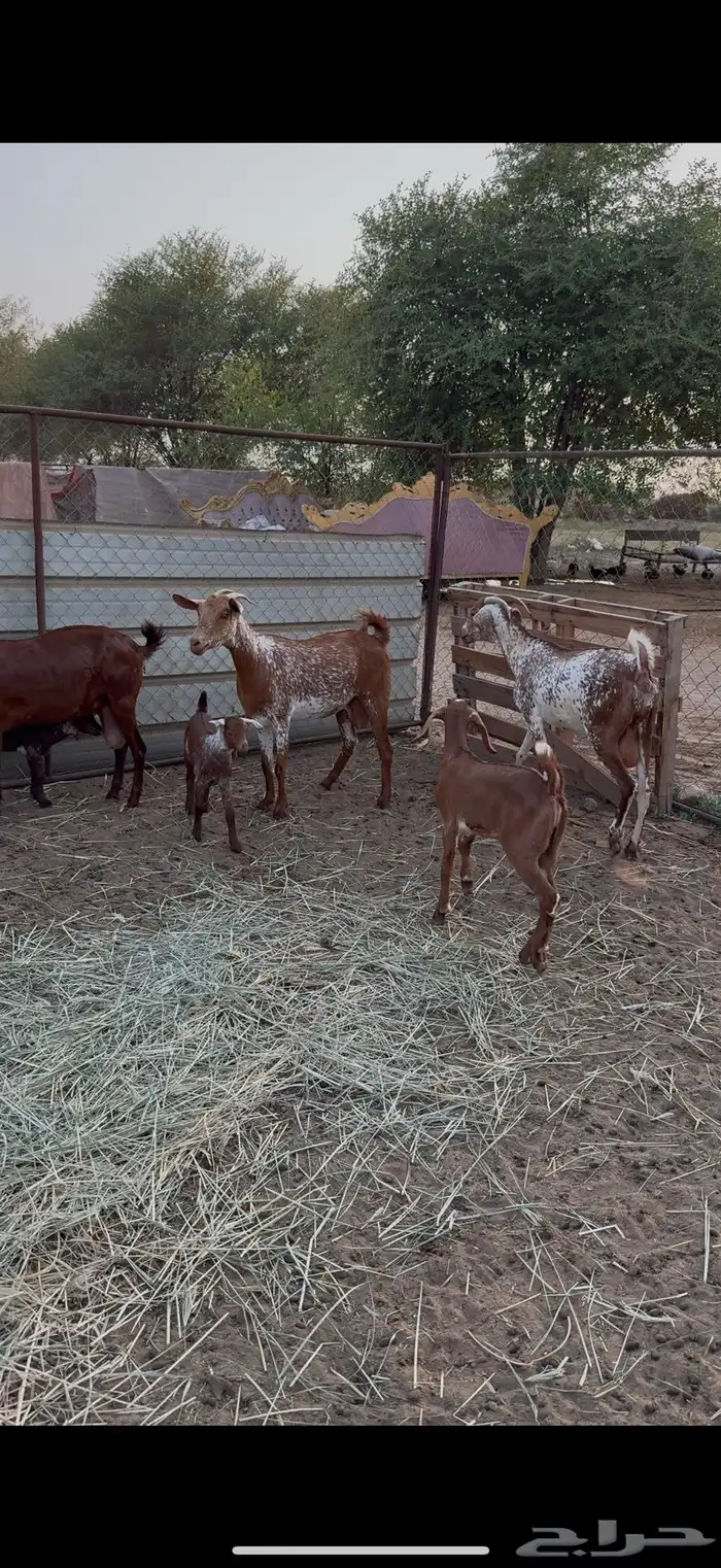 معزا مناتيج 0