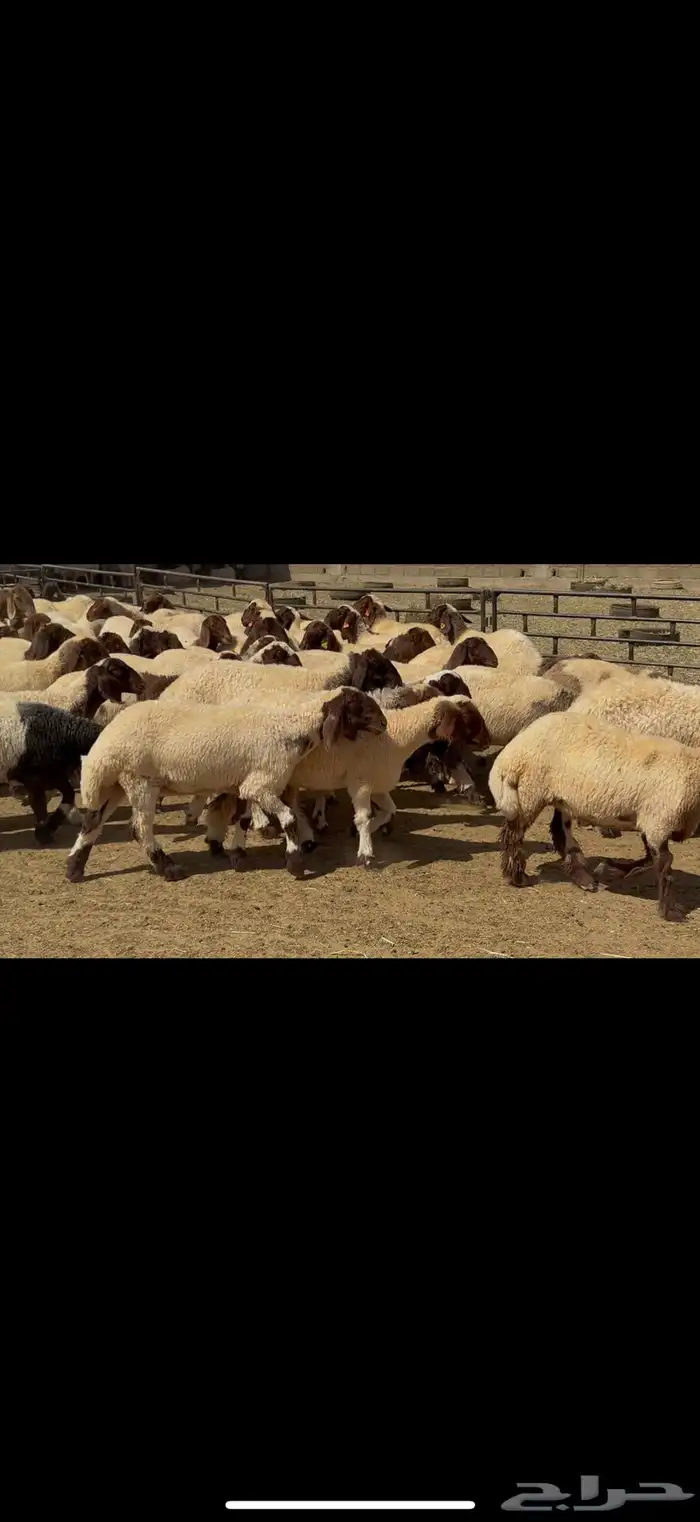 جذعات نعيم مقاني 5