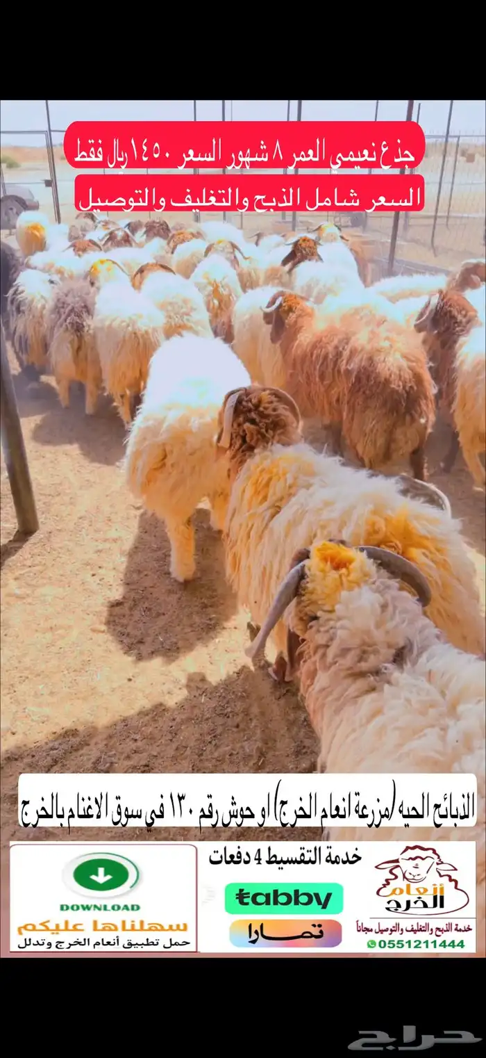 نعيمي جذع ب 1450  فقط 0