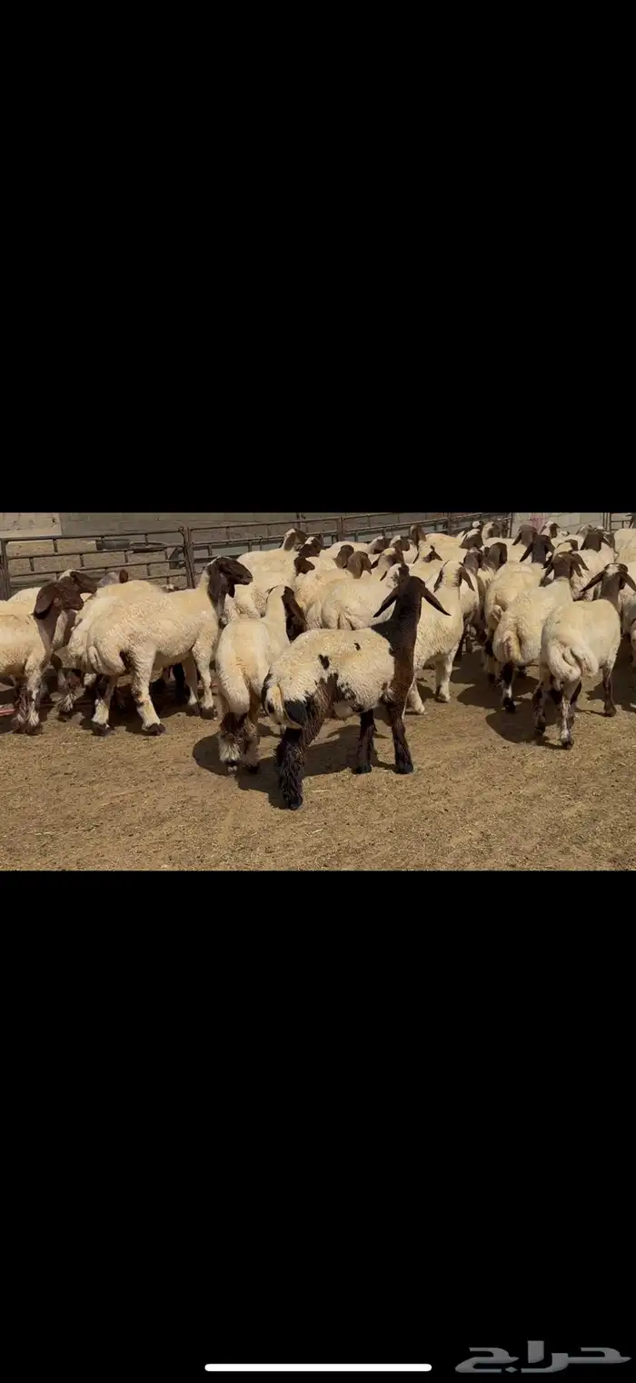 جذعات نعيم مقاني 3