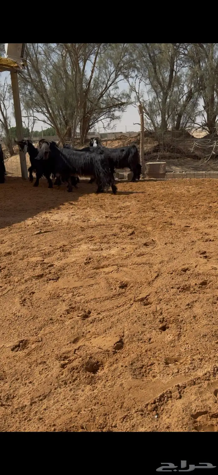 معزا عوارض مراح بالفحل مضاريع تم البيع 2