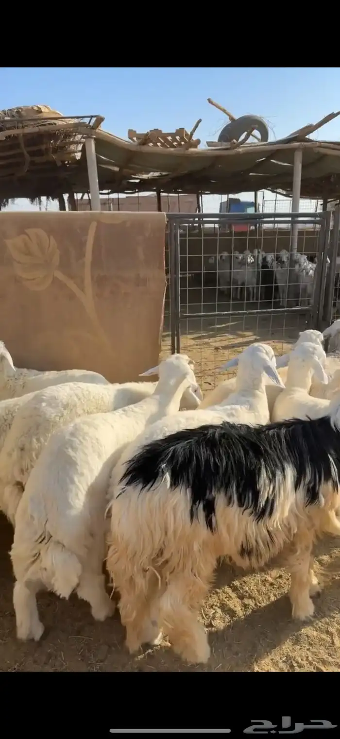 خرفان ورخال ذبايح 2