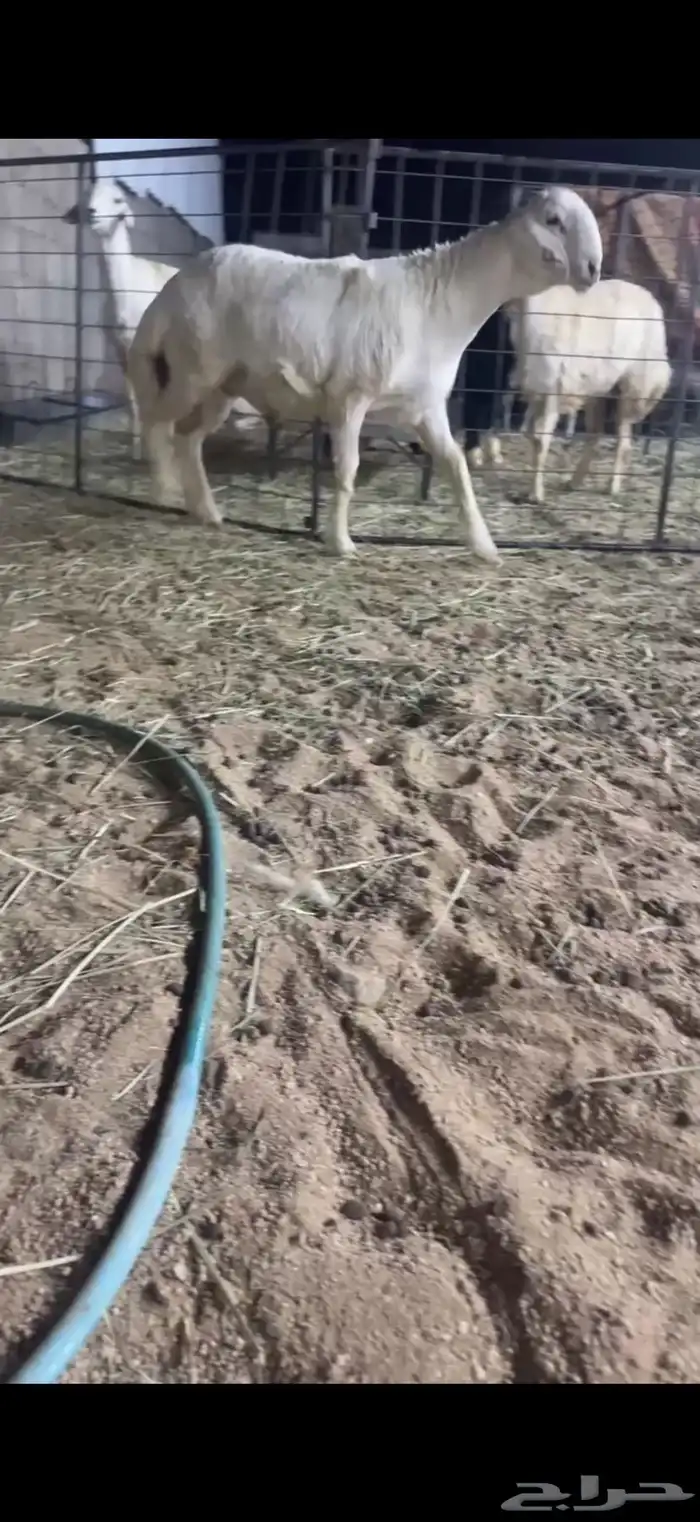 طلي حري صنف الصنف 0