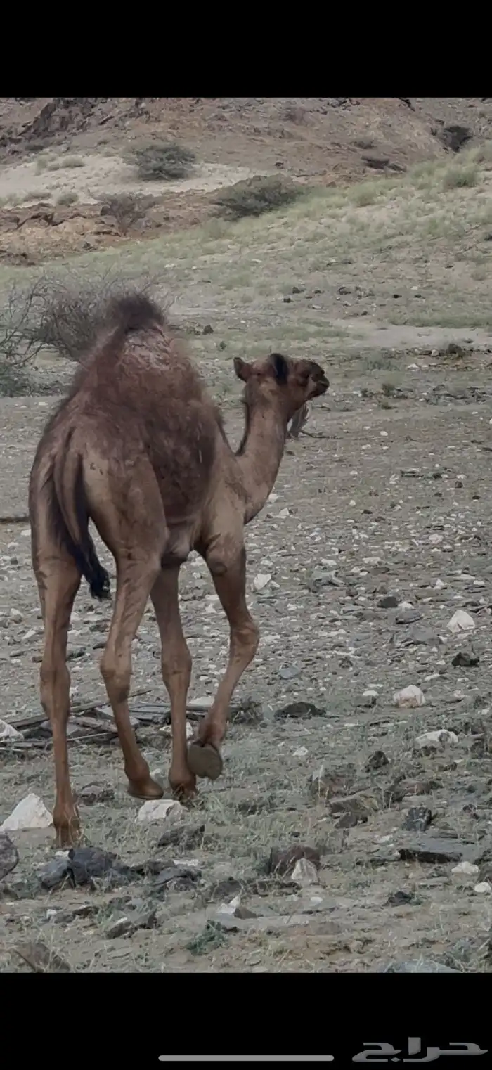 قعود لباني العمر 4 شهور الموقع دوقه سمين 5