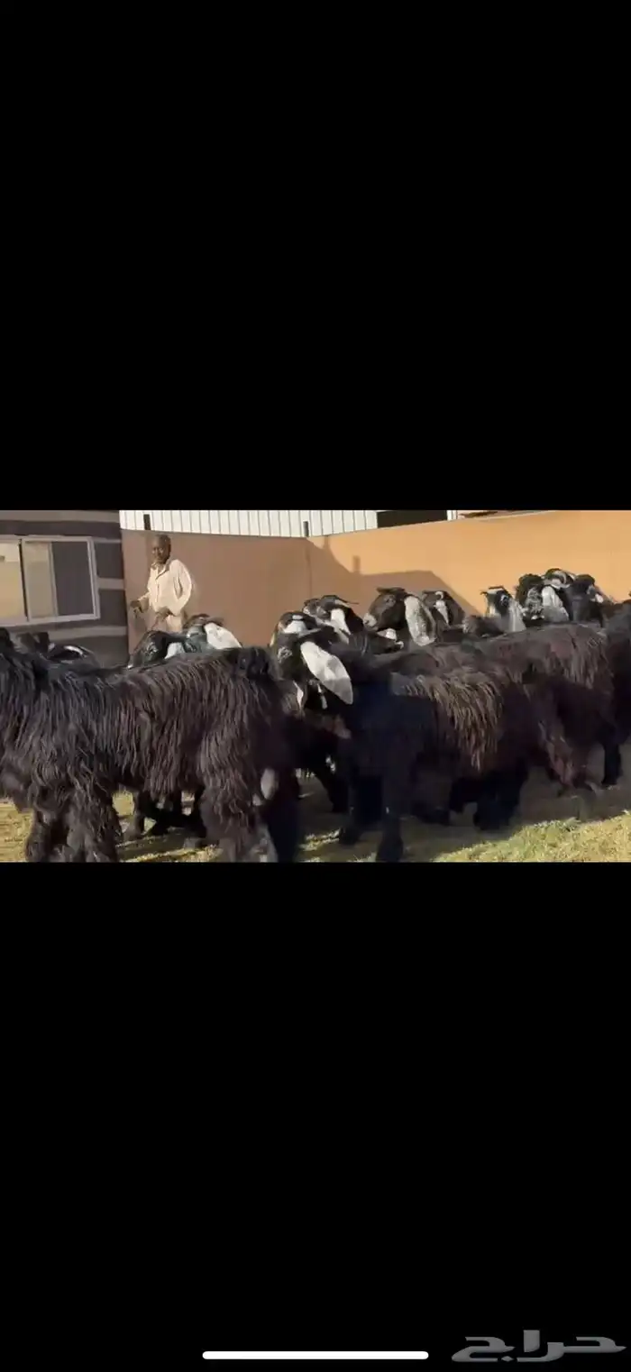 جذعات عوارض فاخره 21 ب الفحول ثنين 2