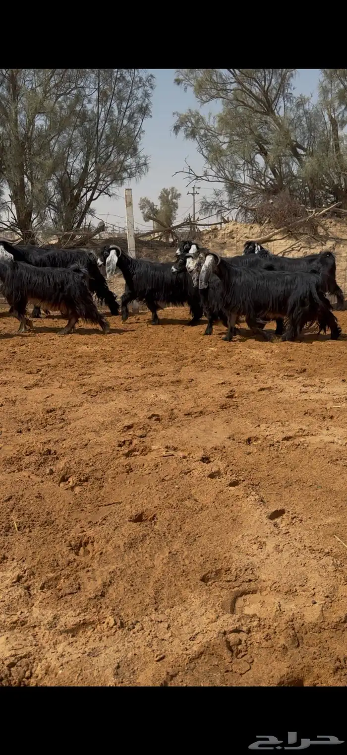 معزا عوارض مراح بالفحل مضاريع تم البيع 3