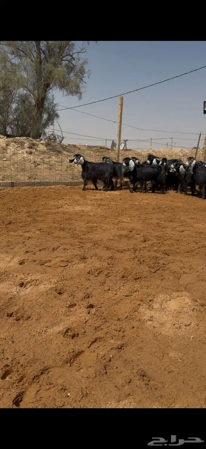 معزا عوارض مراح بالفحل مضاريع تم البيع 7