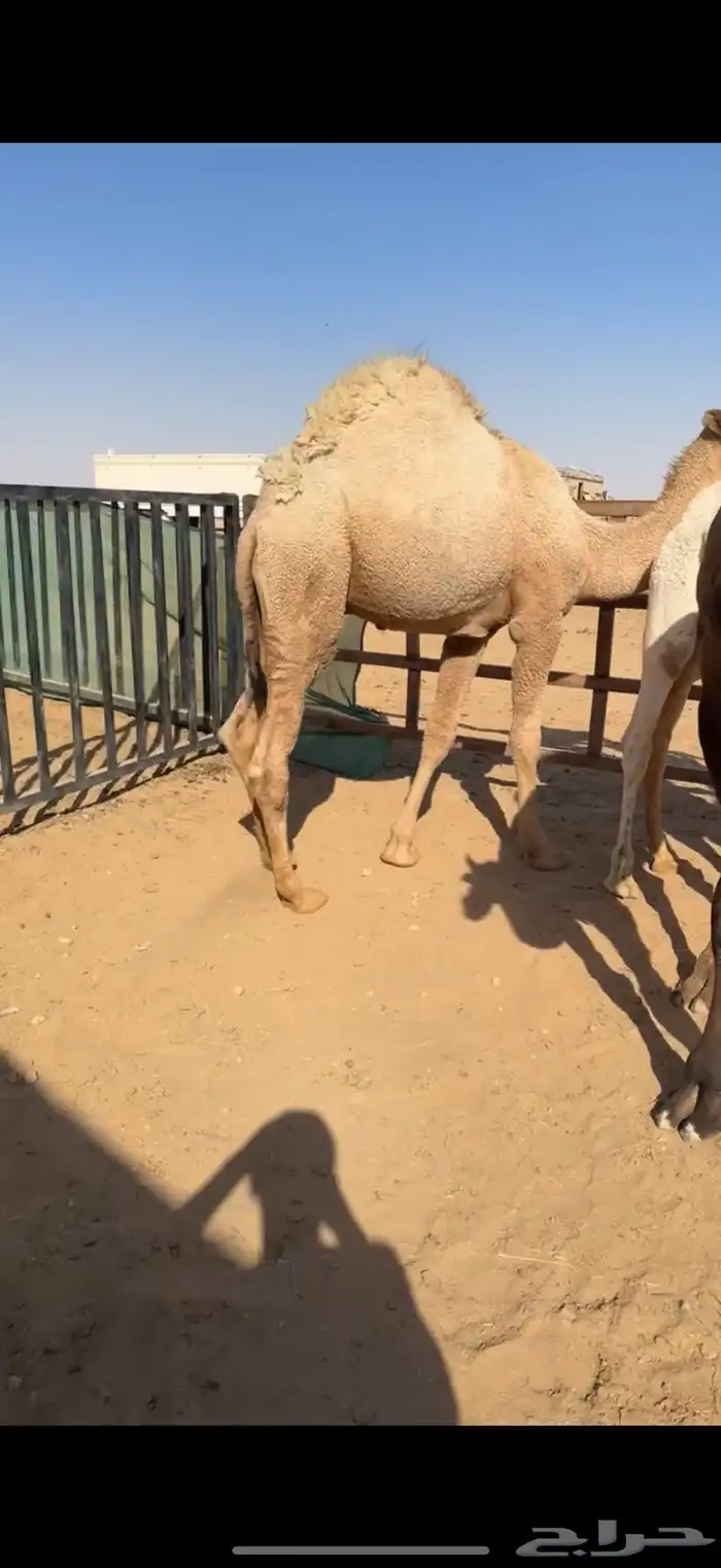 قعود طايش 0