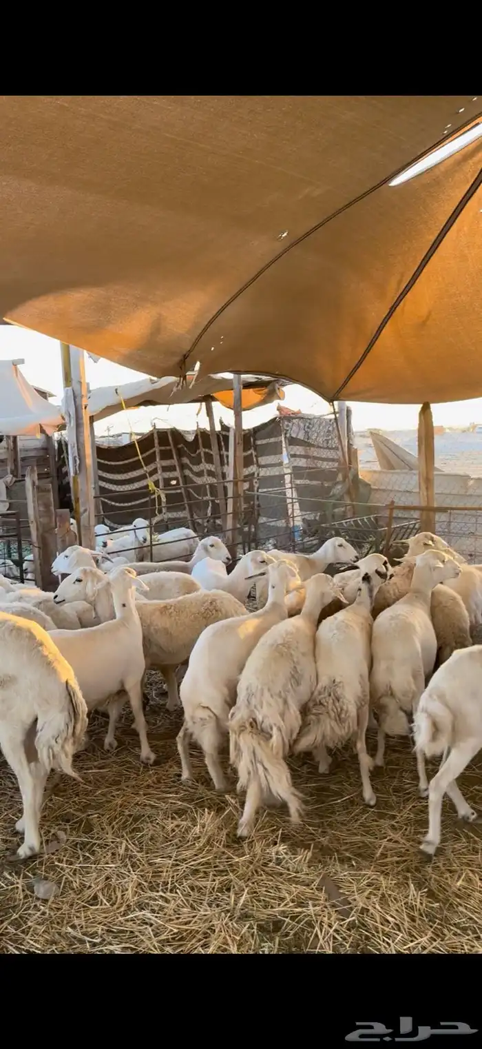 غنم مقاني بفحلها نظيفه مراح واحد خوات بعض ومشروطه السلامه 0