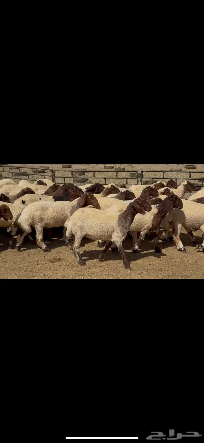 جذعات نعيم مقاني 0