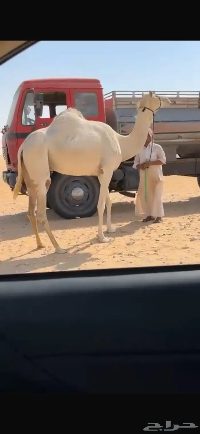 هجن 0