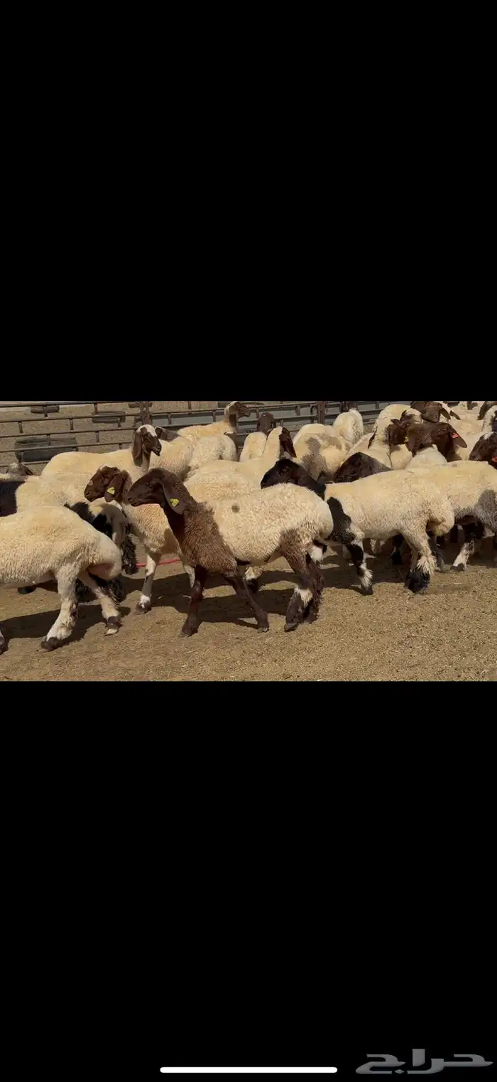 جذعات نعيم مقاني 4