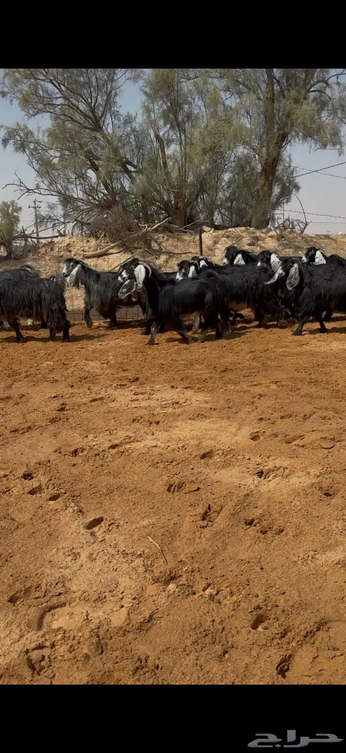 معزا عوارض مراح بالفحل مضاريع تم البيع 1