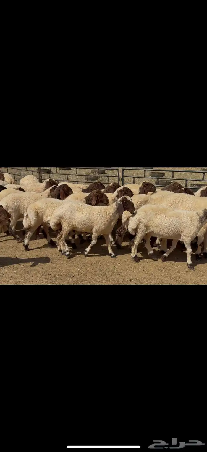 جذعات نعيم مقاني 1