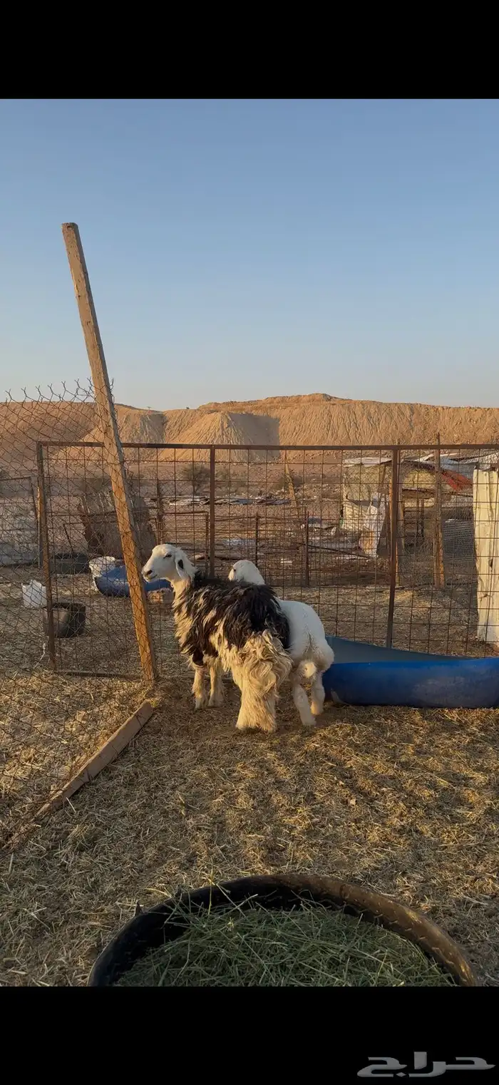 نجدية تحتها طلي ذبيحه 2