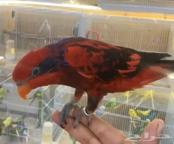 للبيع ببغاء لوري بلوستريك النادر 3