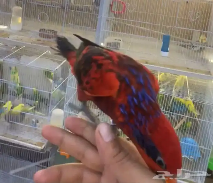 للبيع ببغاء لوري بلوستريك النادر 5