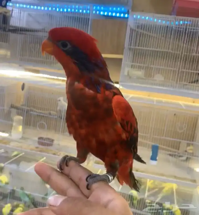 للبيع ببغاء لوري بلوستريك النادر 0