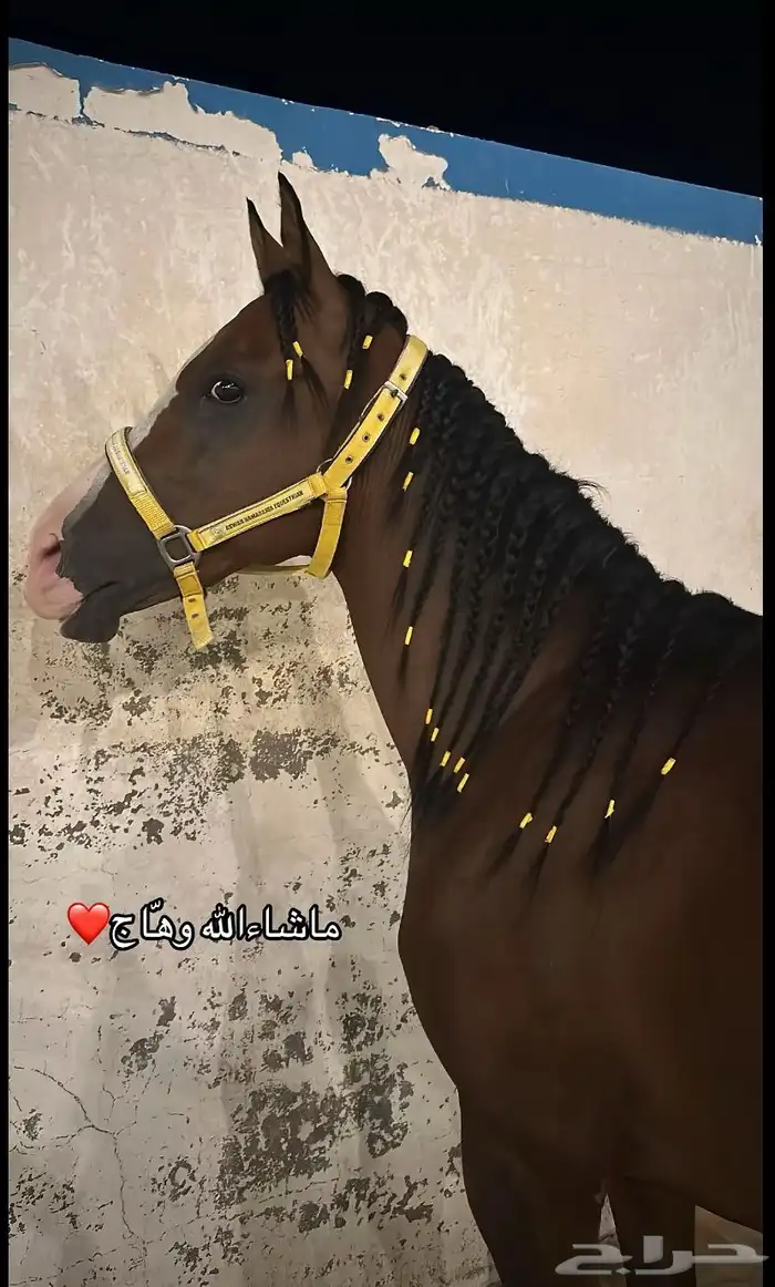 حصان شعبي فحل جزيري 5