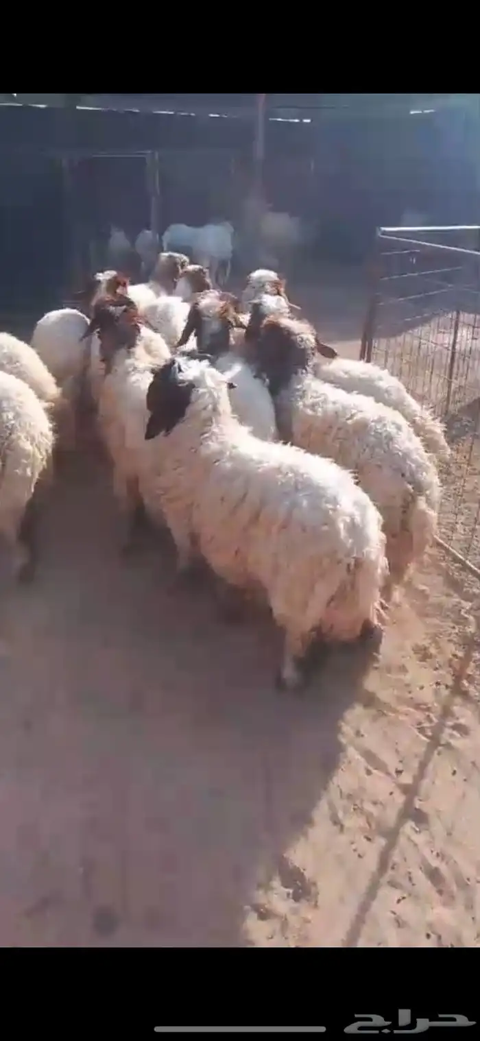 للبيع بهم نعيم 3