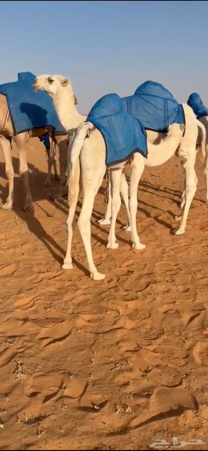 قعود على بعير بن دلمخ 0