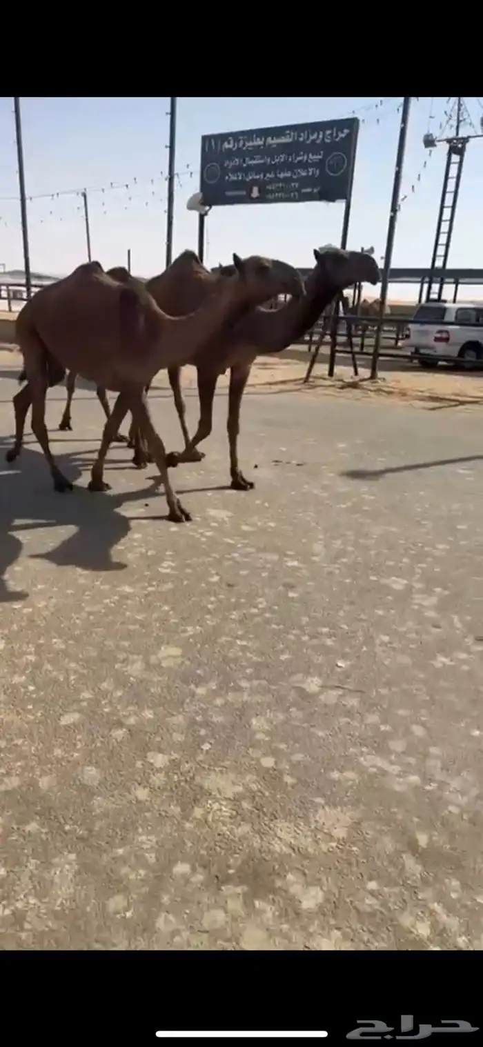 البيع البكار العدد ثلاث 3