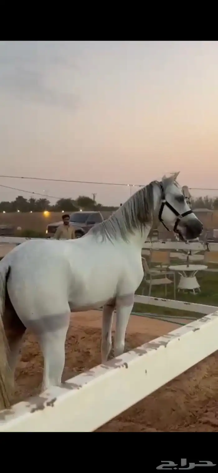 حصان جزيري بيور 2