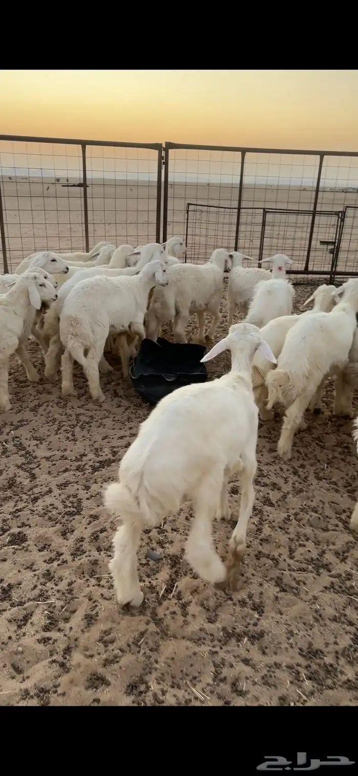 بهم حري طيب شعره وشحم 5
