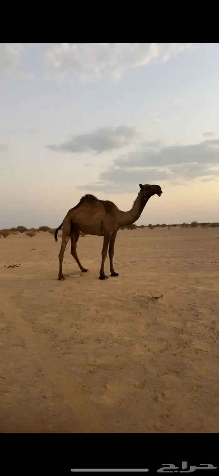 بكره حقه 0
