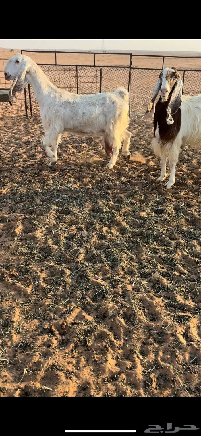 معزا دفيع صنف 3