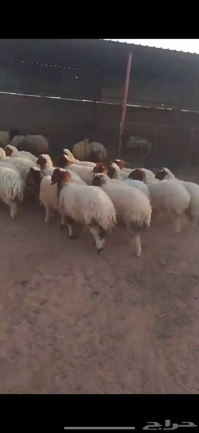 للبيع بهم نعيم 1