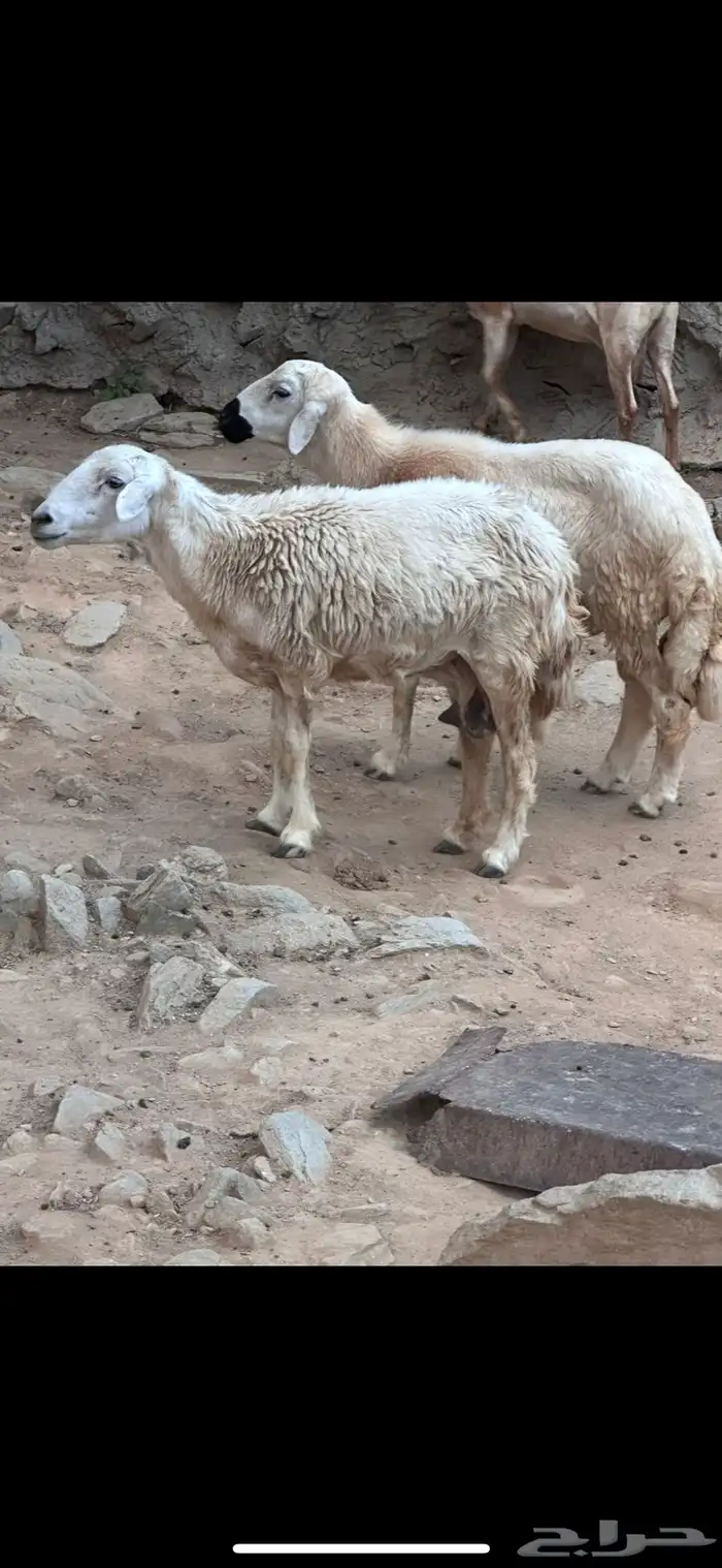 خروف للبيع 1