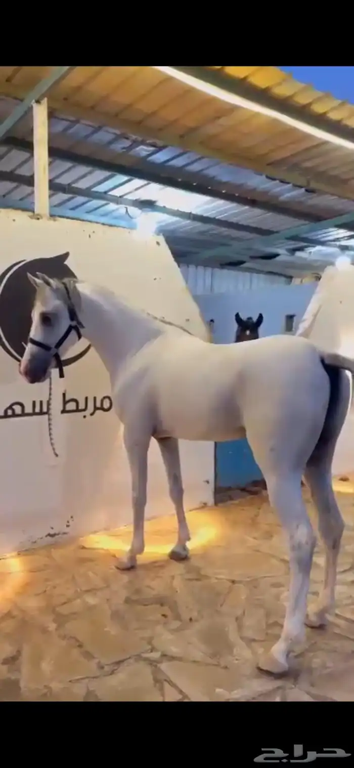 حصان جزيري بيور 3