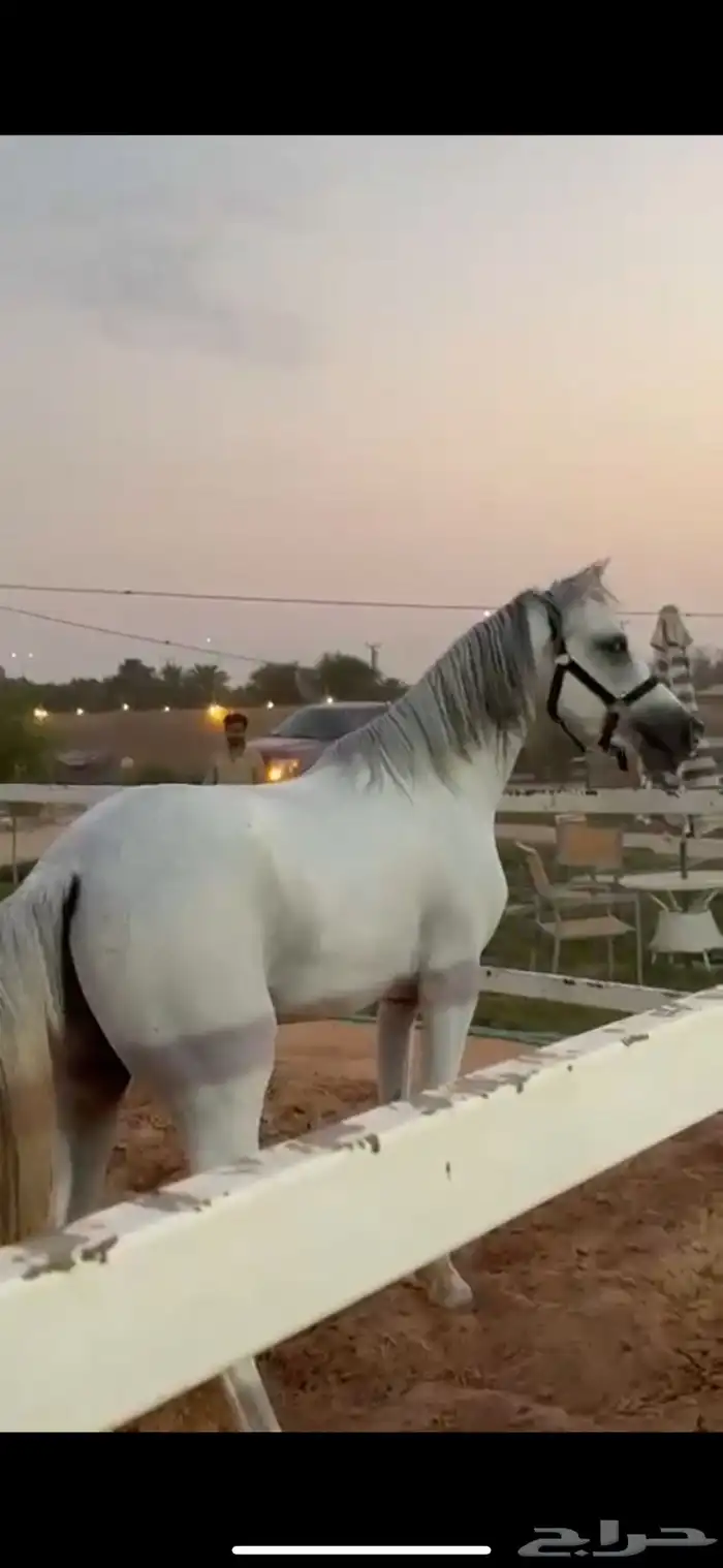 حصان جزيري بيور 6